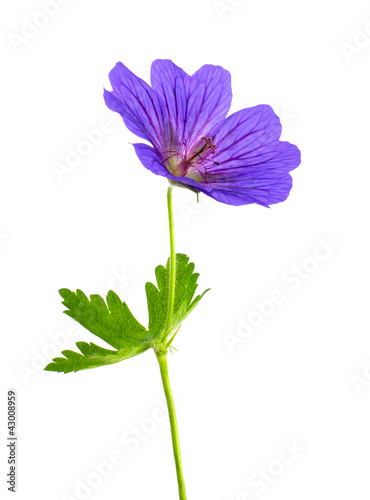 Geranium Flower Isolated on White