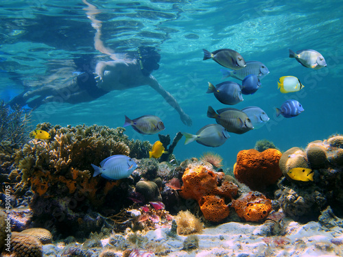 Fototapeta Naklejka Na Ścianę i Meble -  Man underwater snorkeling on a colorful coral reef with school of tropical fish, Caribbean sea