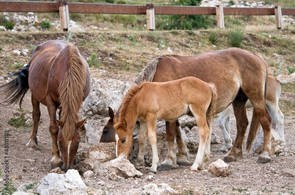 Obraz premium Cavalli con puledro