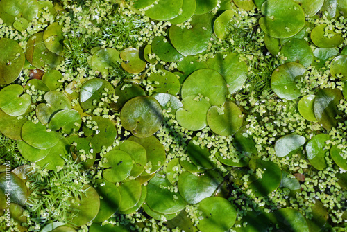 Frogbit (Hydrocharis morsus-ranae) photo