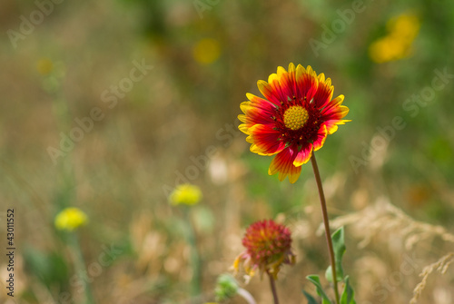 Feral Indian blanket flower in a summer wild field.