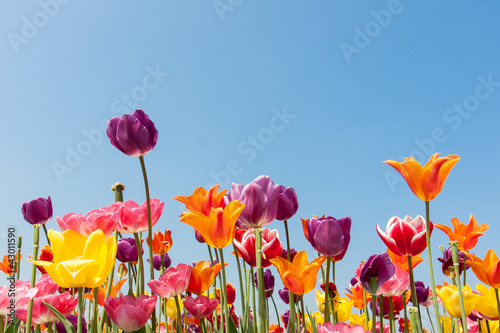 Amazing multicolored tulips against a blue sky