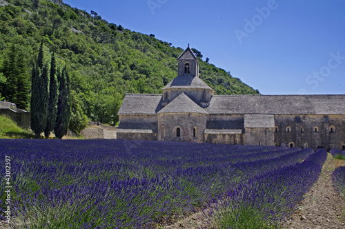 France,provence,abbaye Senanque 2 photo