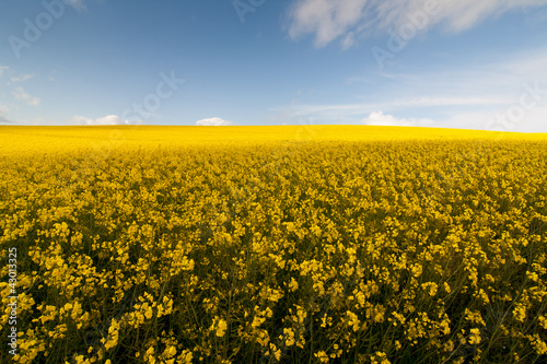 Yellow Fields