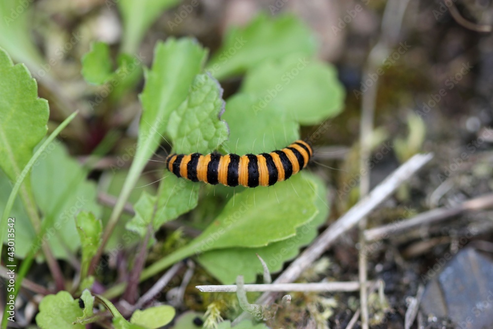 Raupe des Jakobskrautbären auf Huflattich Raupe des Jakobskrautbären auf Huflattich