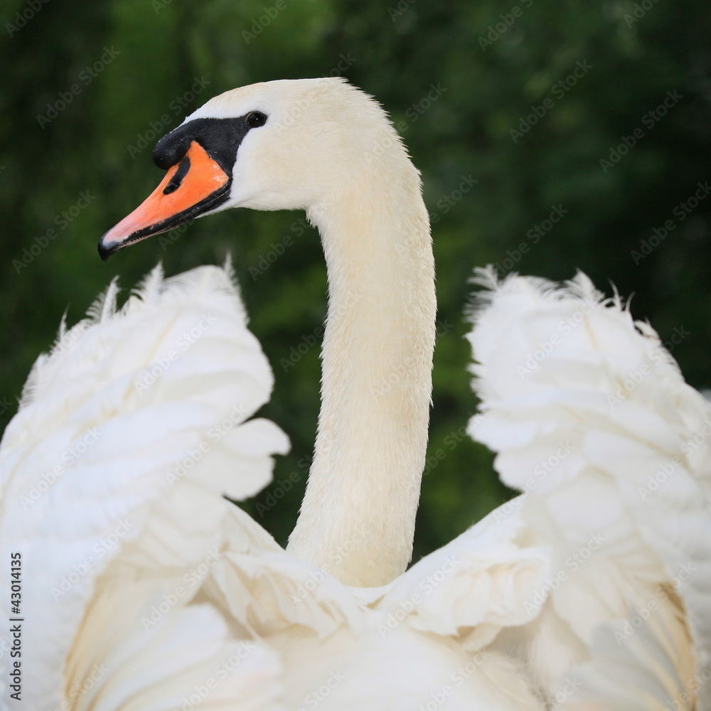 Obraz premium Schwan-17135b1