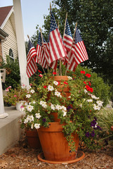 Americana plant arrangement