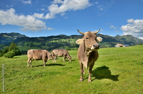 Fototapeta Naklejka Na Ścianę i Meble -  Drei Kühe auf der Weide
