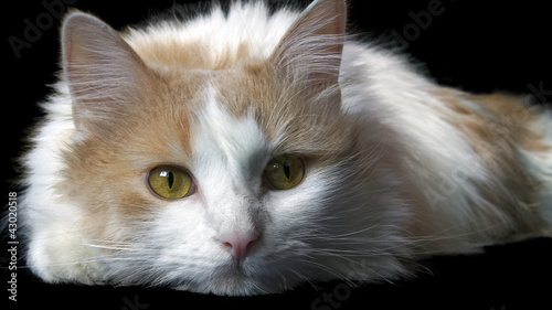 Red-white house cat adult