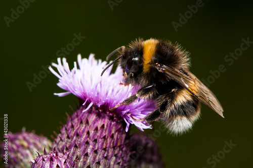 Bumble bee collectin pollen on purple thistle flower