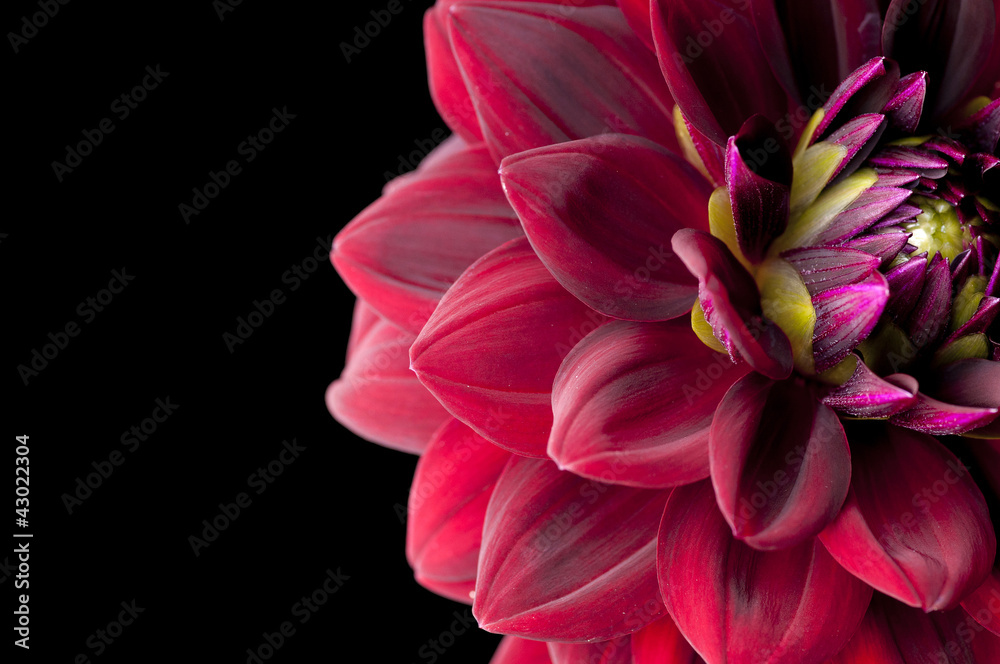 dahlia