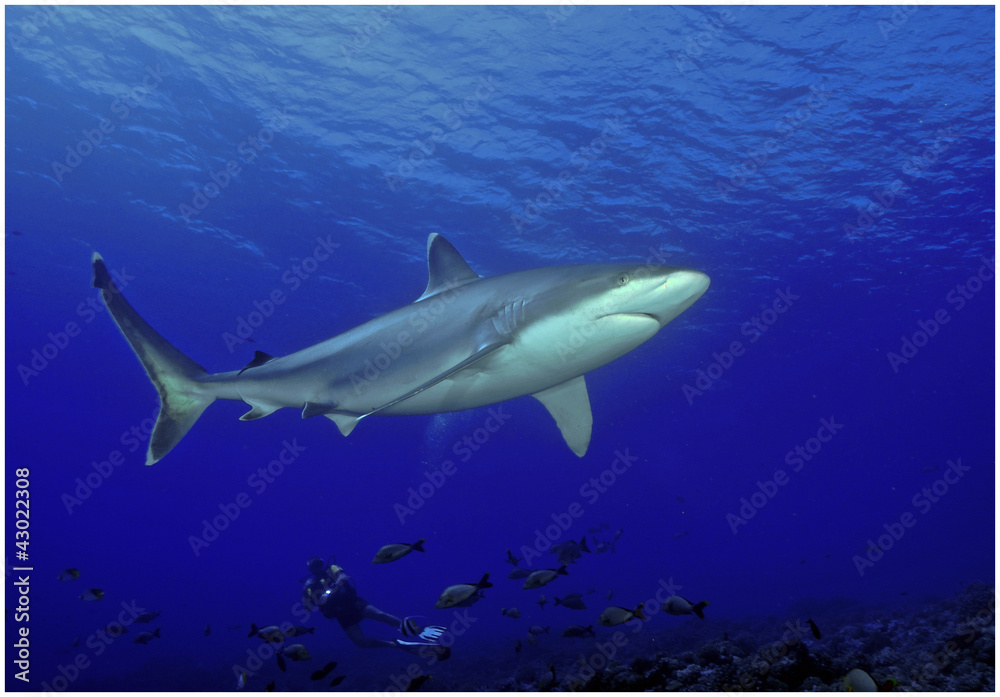 Fototapeta premium shark gray requin
