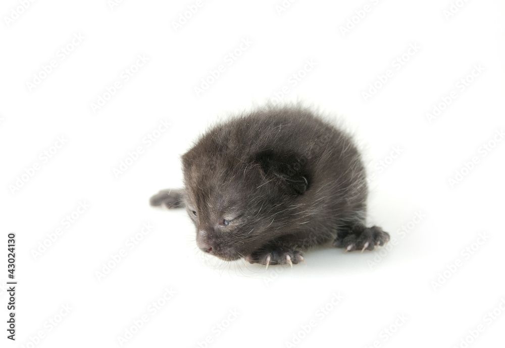 Small kitty Small kitty