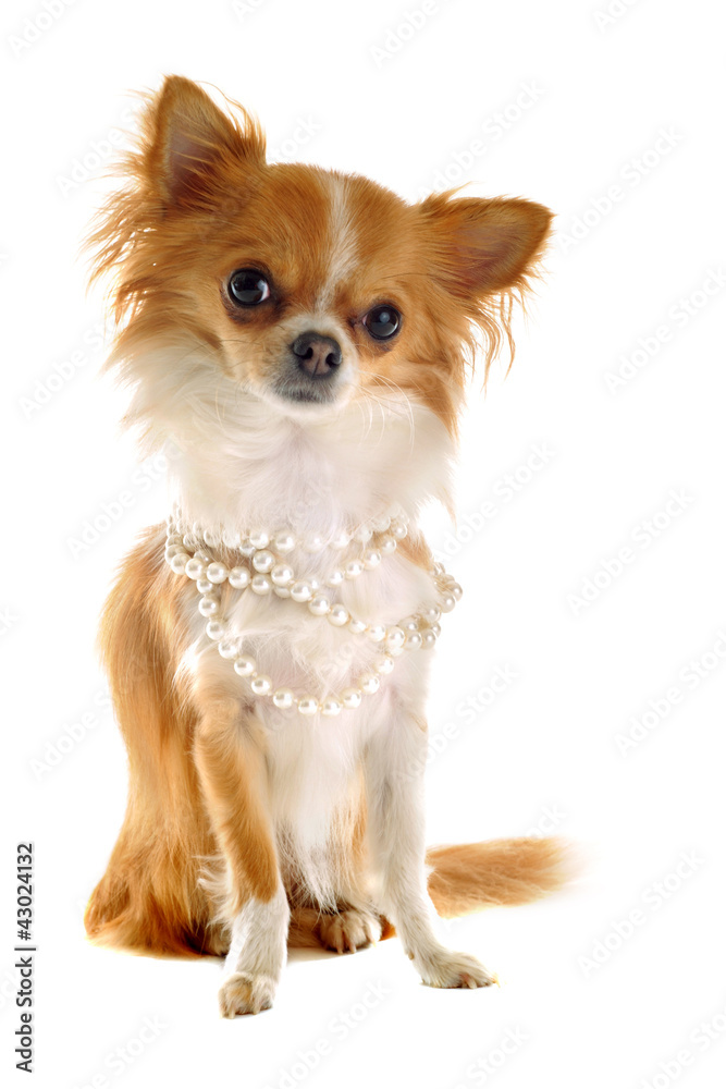 chihuahua with pearl collar chihuahua with pearl collar