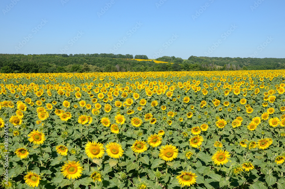 sunflowers on the field on a summer morning sunflowers on the field on a summer morning