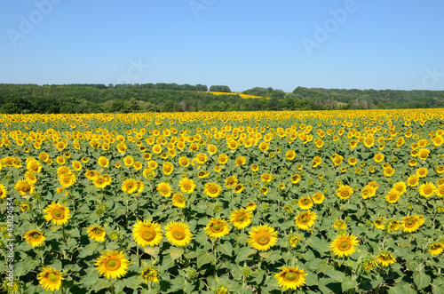 sunflowers on the field on a summer morning