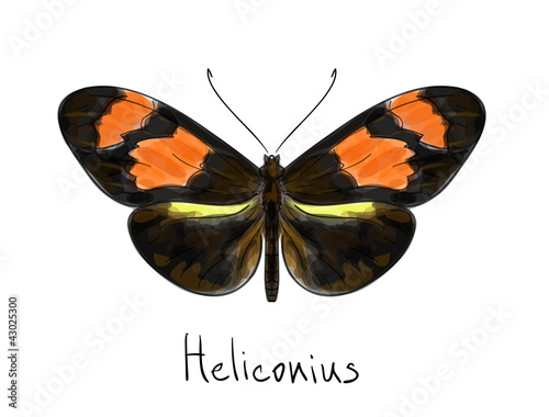 Butterfly Heliconius. Watercolor imitation.