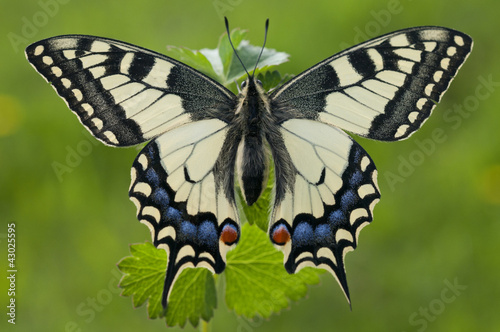 The Papilio machaon. A butterfly on green background. photo
