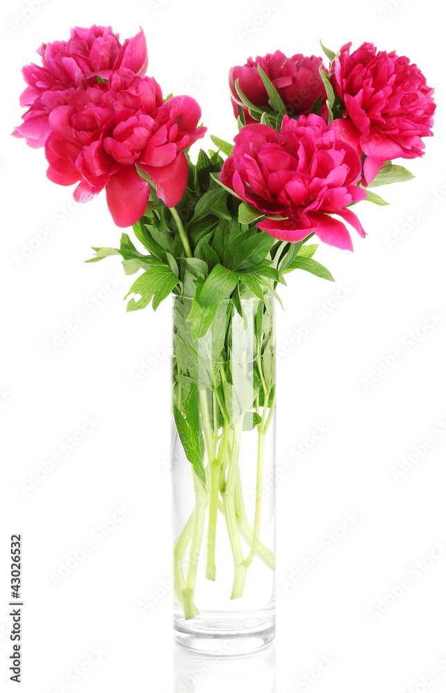 beautiful pink peonies in glass vase with bow isolated on white beautiful pink peonies in glass vase with bow isolated on white