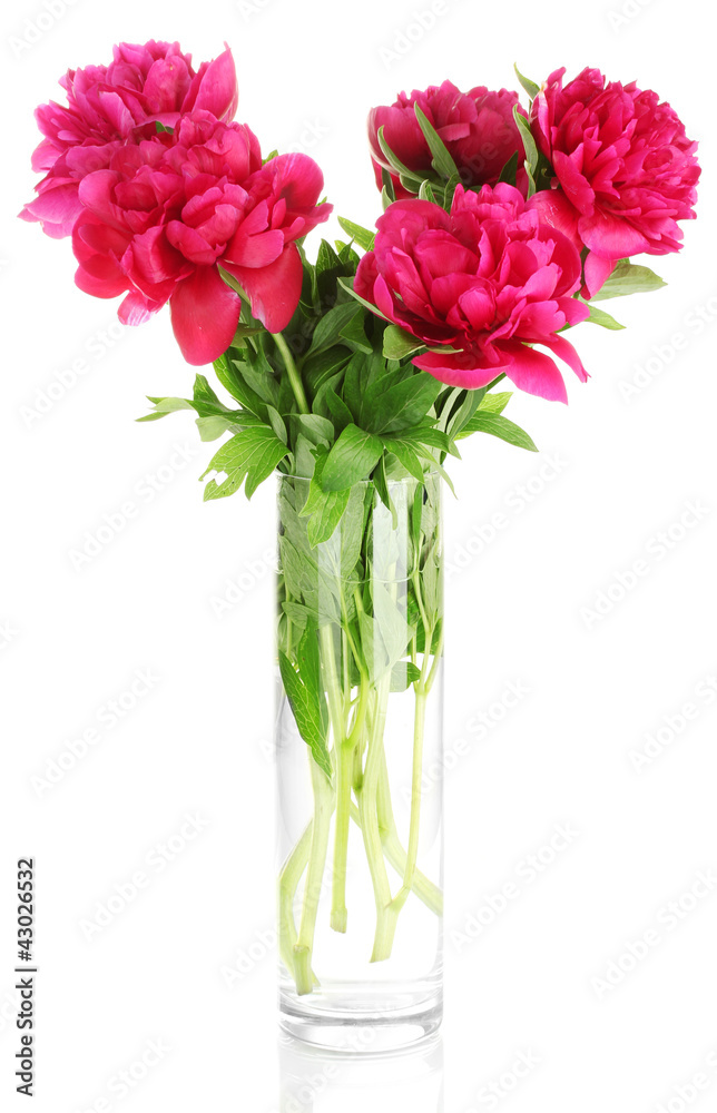 beautiful pink peonies in glass vase with bow isolated on white