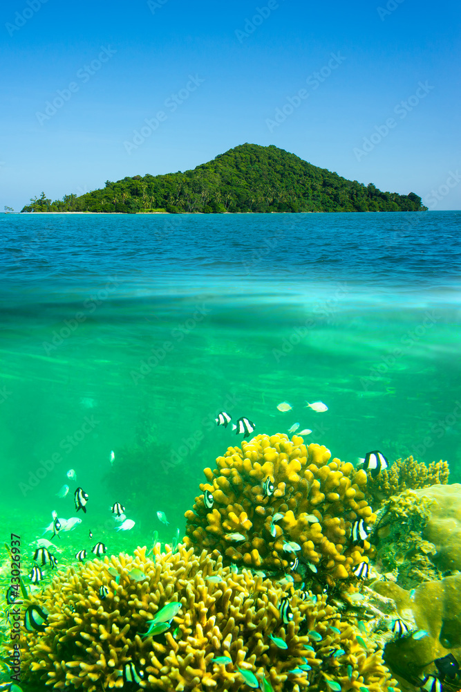 Naklejka premium Surface and underwater view