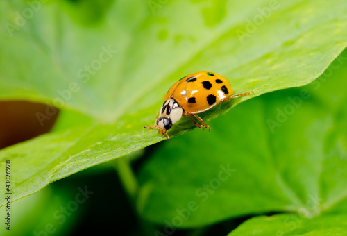 wandering asian ladybird © Michael Tieck