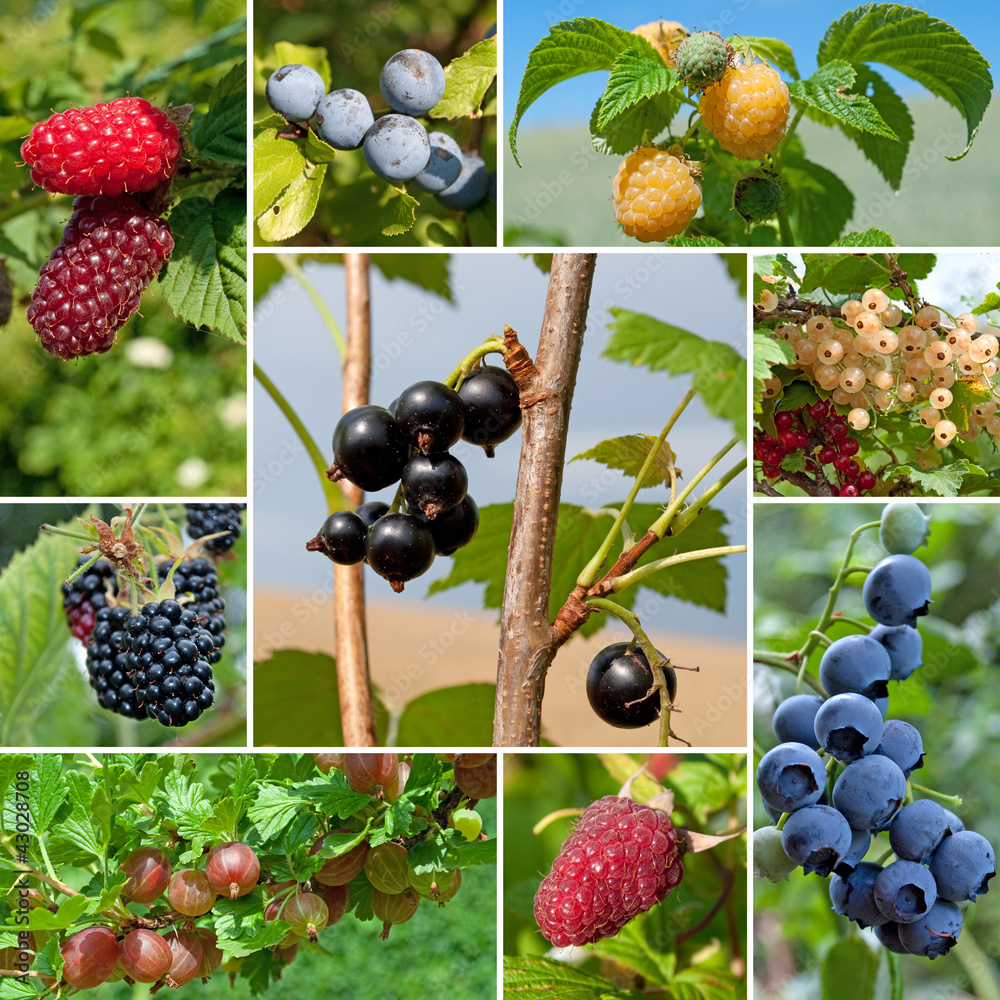 Fototapeta premium Strauchobst