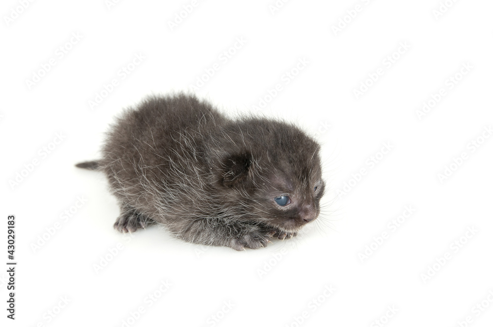 Small Kitty Small Kitty
