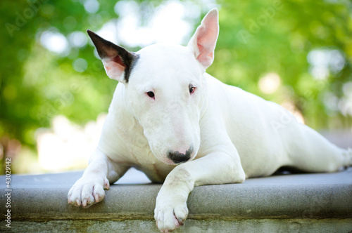 Leinwand Poster white bull terrier dog on concrete