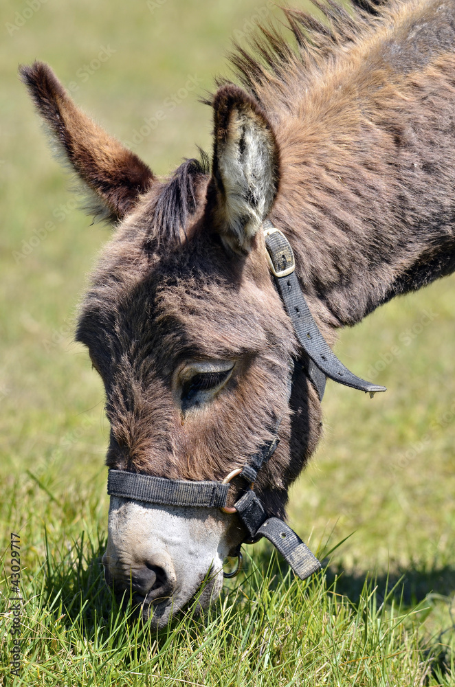 Portrait of donkey with harness grazing in field Portrait of donkey with harness grazing in field