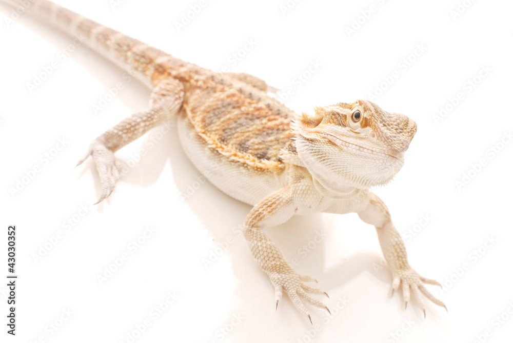 Obraz premium Close up of Bearded Dragon