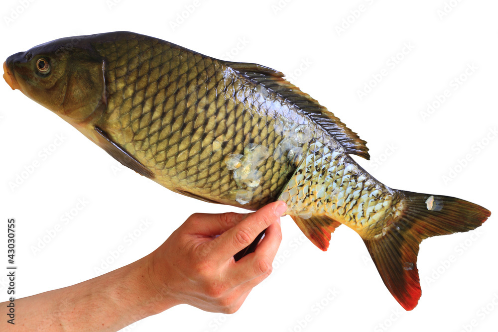 Naklejka premium carp