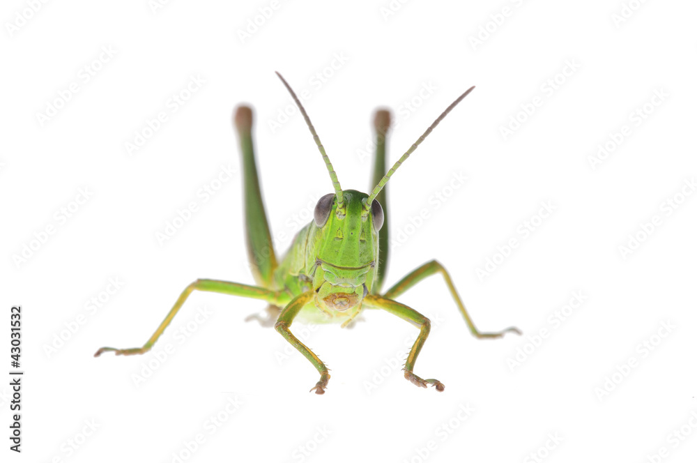 Grasshopper Grasshopper