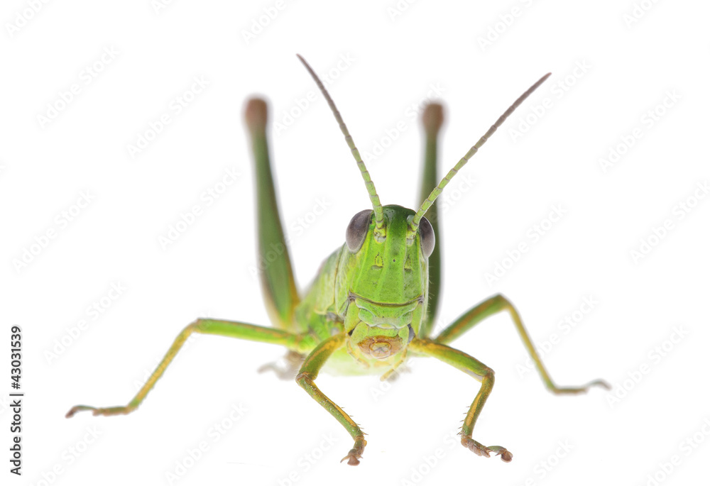 Grasshopper