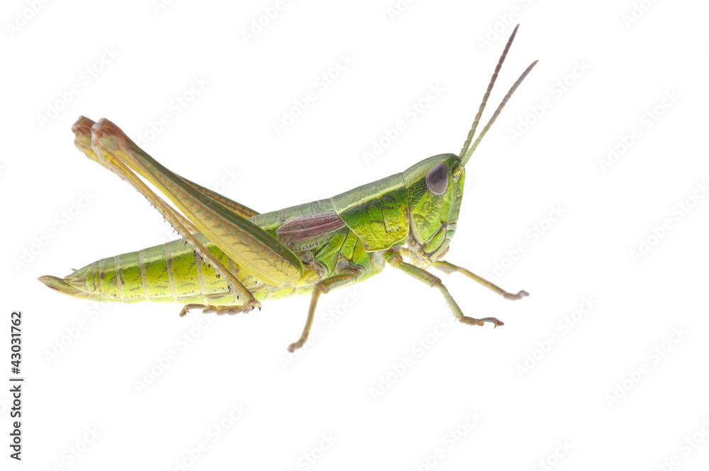 Grasshopper Grasshopper
