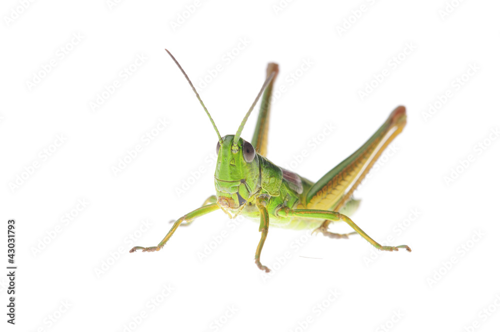 Grasshopper