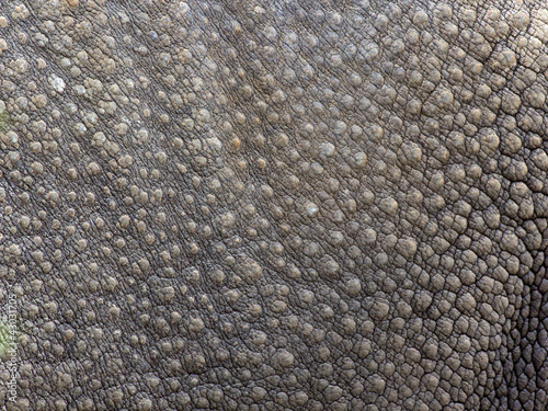Close-up of Black Rhinoceros (Diceros bicornis ) skin texture.