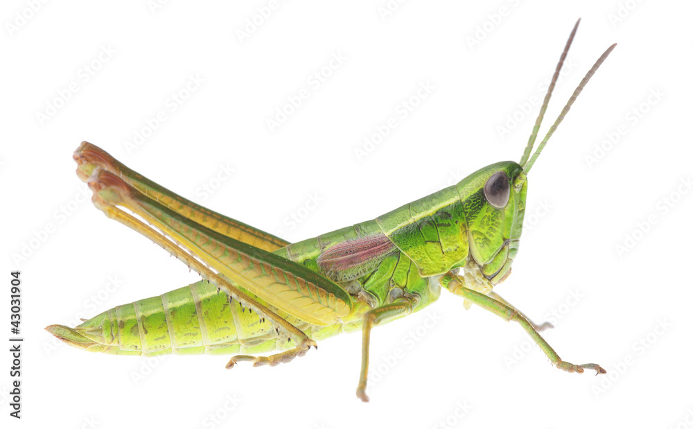 Grasshopper