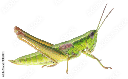 Obraz na płótnie Grasshopper w salonie