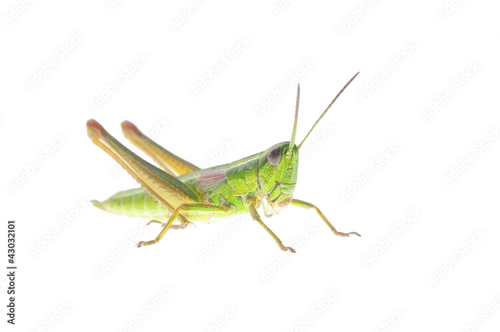 Grasshopper