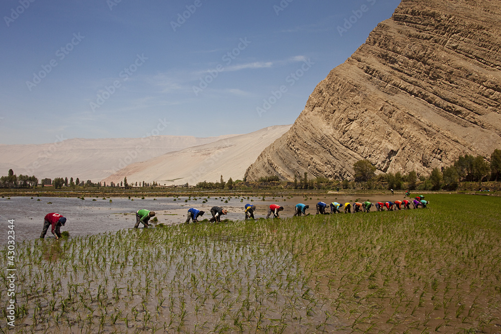 Obraz premium Risaia peruviana