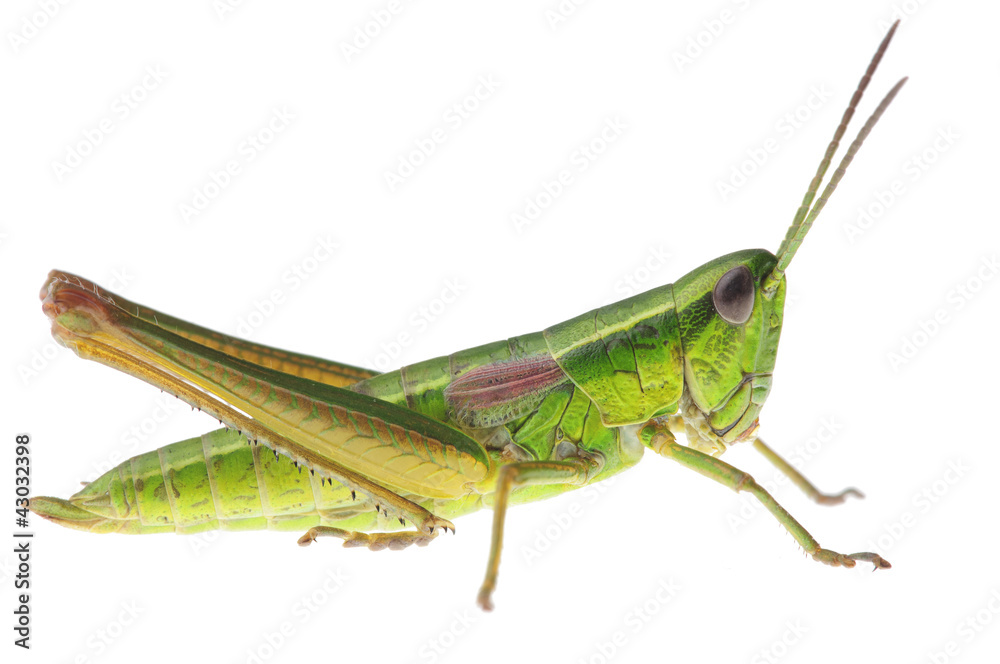 Grasshopper Grasshopper
