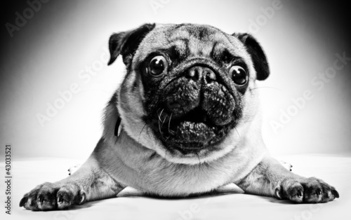 Plakat portret zwierzę pies ładny