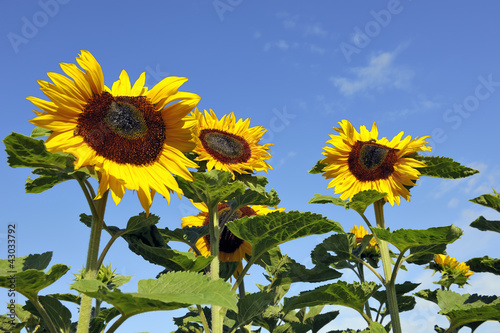 Fototapeta Naklejka Na Ścianę i Meble -  Yellow mature sunflowers against a blue sky