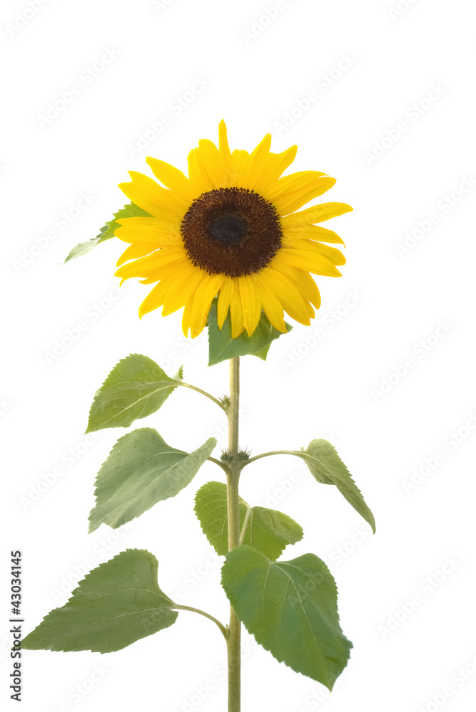 Sonnenblume Sonnenblume