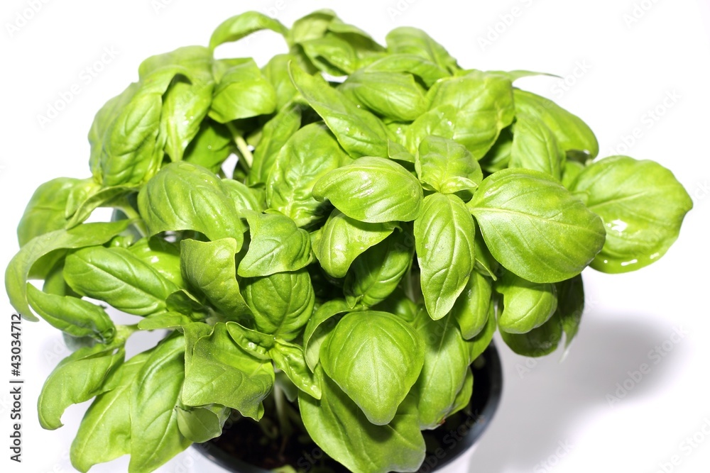 basil basil
