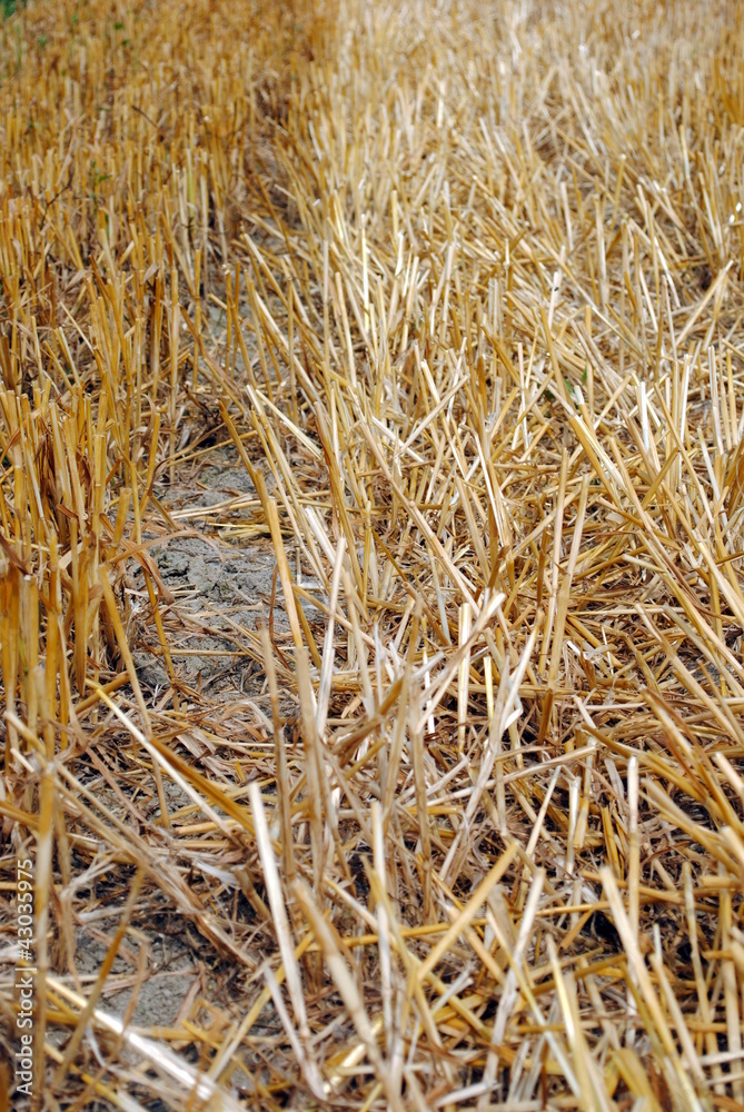 wheat straw in the field after harvest time