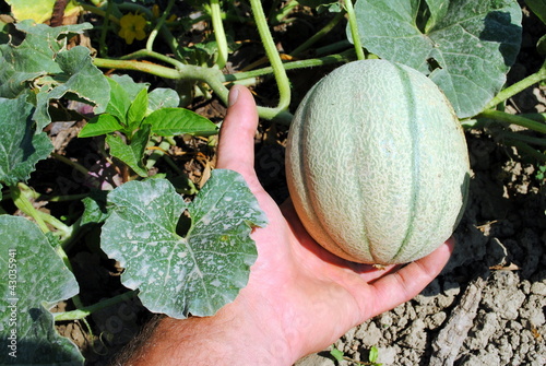 man hand with an organic melon in the garden