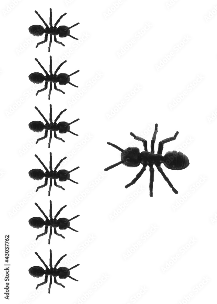 Toy Ants Toy Ants