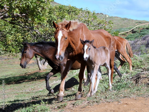 Wild horses in volcano crater at Easter Island